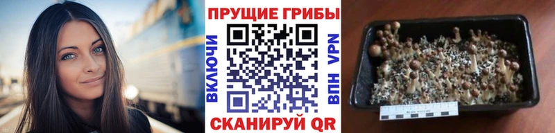 Псилоцибиновые грибы Magic Shrooms цены Краснокамск